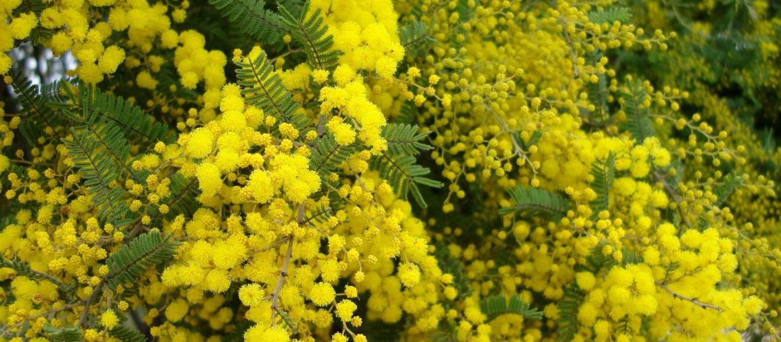 goldenwattle