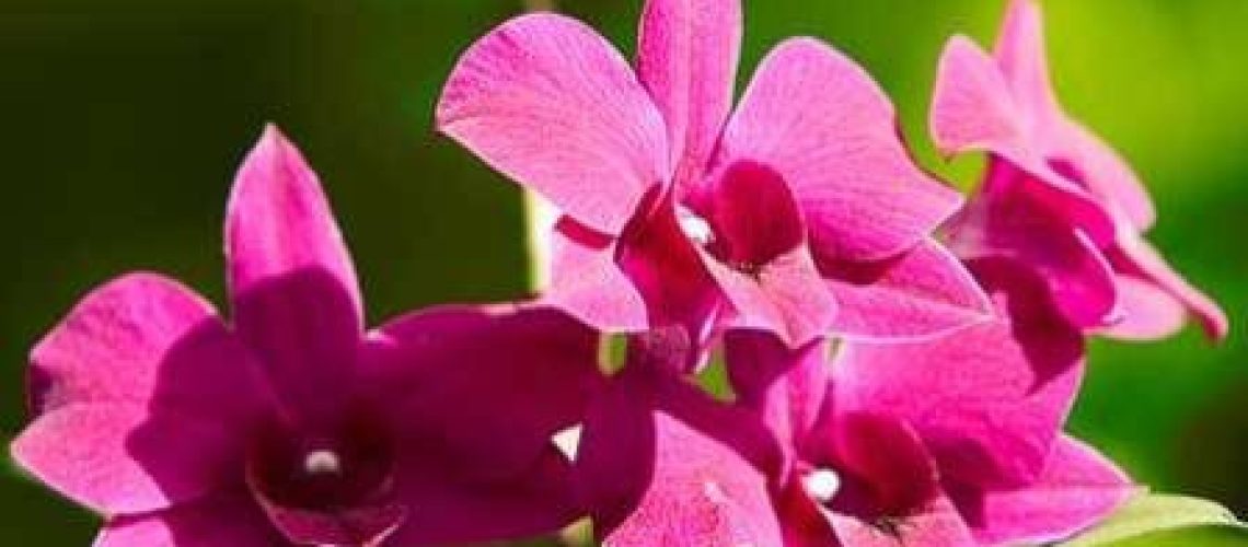 nhungloaihoasinhdeptrendatuc3